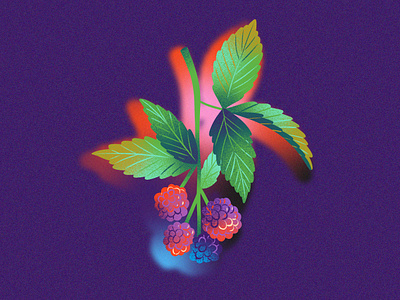 Blackberries on Dark Background drawing dreamy editorial illustration flavor flavor cue flavor note food and wine food illustration fruit glowing ice cream illustration jordan kay juicy limited color moody soft shadow summer texture