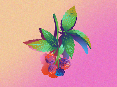 Blackberries Bright berries bright drawing drop shadow editorial editorial illustration flavor flavor cue flavor note foliage food and wine food illustration illustration jordan kay limited color packaging illustration rainbow spot illustration texture