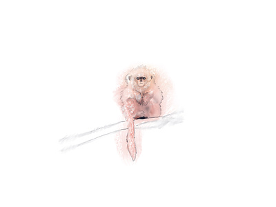 Cute Monkey illustration monkey procreate