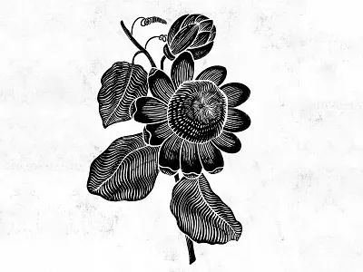 Passion flower Digital Etching black and white digital digital illustration etching floral flower illustration line art linework passion flower plant procreate redoute stamp