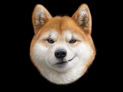 Akita inu animal character dog illustration