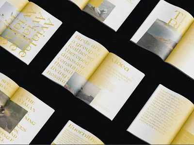 Kioea display typeface ( Free font) branding design minimal typography