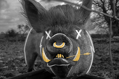 Doodle on Photo: Pig adobe drawing illustration photo photoshop unsplash wacom