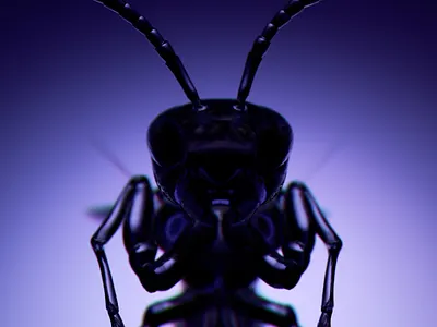 INSECTZ // Styleframe explorations 3d c4d crislabno design illustration render