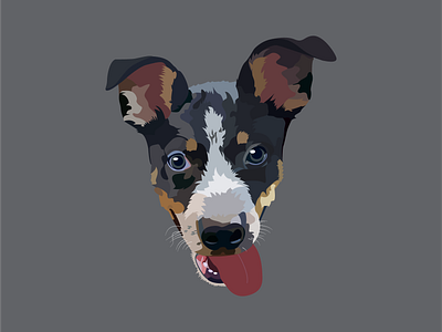 Cole the Border Heeler Portrait border heeler design dogportrait graphic graphic design graphicdesign illustration illustrator illustrator art pen tool pentool pet pet portrait petportrait portrait vector vector illustration