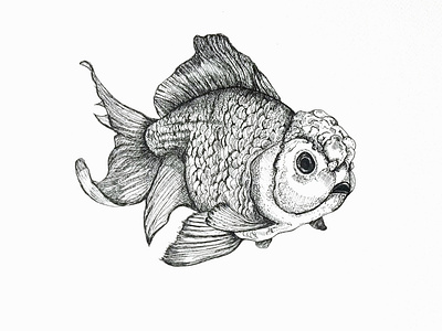 Lionhead Goldfish art artwork drawing illustraion illustration sketch