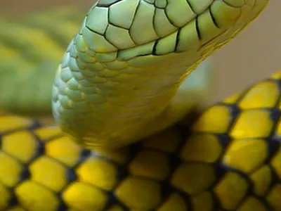 Snake Garden graphic design