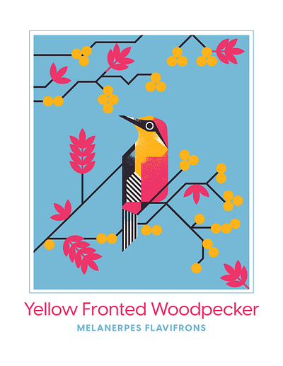 yellow fronted woodpecker animal audubon berry bird blue character design fly geometric illustration pink texture vector