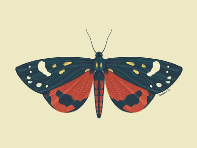 Scarlet tiger moth (Callimorpha dominula) bug butterfly entomology illustration insect moth procreate