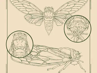 Cicadas 17 years 2020 aholtondesign art biological illustration brood cicada cicadoidea commission design drawing graphic design illustration insects line art line artwork logo