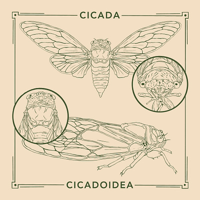 Cicadas 17 years 2020 aholtondesign art biological illustration brood cicada cicadoidea commission design drawing graphic design illustration insects line art line artwork logo