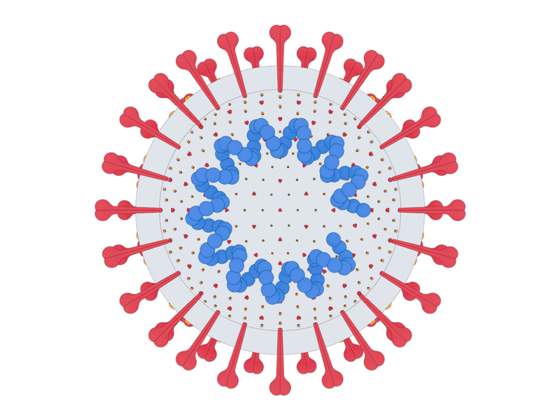 SARS-CoV-2 animation arnold biology c4d cinema 4d coronavirus covid covid 19 covid19 loop motion pandemic quarantine science seamless loop spike protein structure toon vaccine virology