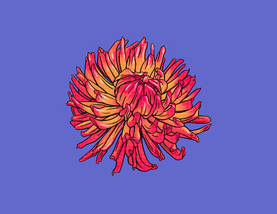 Cactus Dahlia Illustration 1 abode illustrator art colorful cover art design digital art digitalart illustration poster procreate