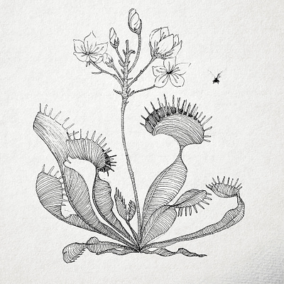 Sweet trap botanical bw floral illustration ink inktober line art monochrome paper pen rapidograph traditional art