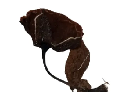 Wilted Rose graphic design