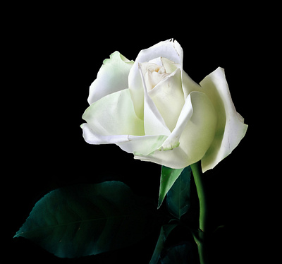 White Rose digital painting flower illustration painting photorealistic photoshop rose white