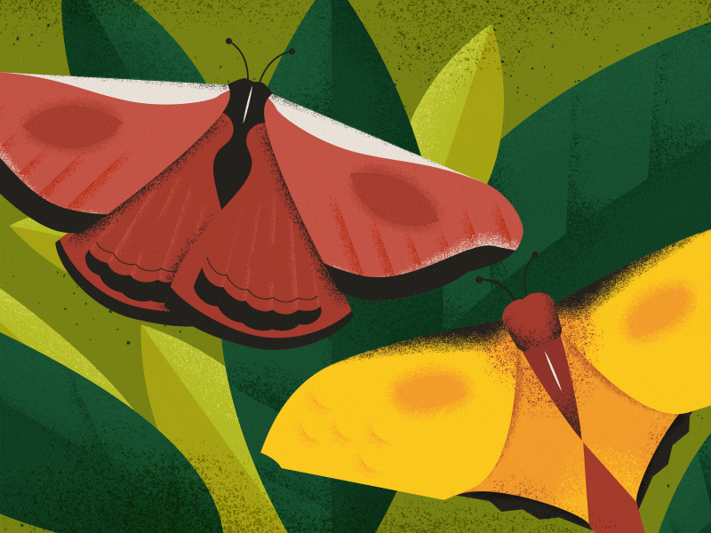 Butterflies 2d animation after effects animation design green illustration leaves moths motion graphics nature summer vector