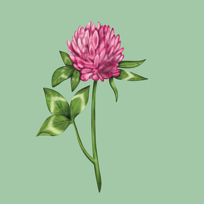 Clover Flower Painting art artist beautiful beauty botanical clover elegant floral flower flowers hand drawn illustration leaves nature painterly painting pink plant pretty texture