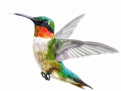 Hummingbird adobe fresco design digital art drawing illustration olbap olbap design olbapdesign vector vector illustration