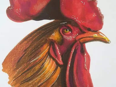 Galo Rooster 2018 animal illustration chicken design art drawing illustration inkdrawing marker pen realistic drawing rosanebadan sketching