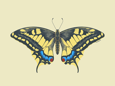 Swallowtail butterfly butterfly entomology illustration insect moth procreate swallowtail