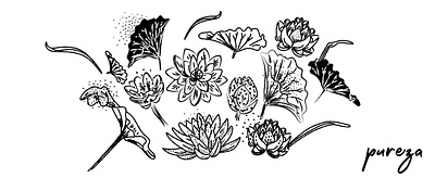 Lotus design flowers illustration lotus flower vector