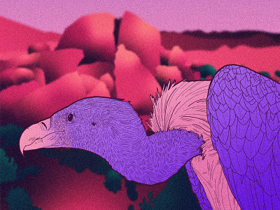 VULTURE design illustration linesart vector art vector illustration vectorart