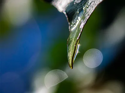 Water droplet on a Leaf leaf macro macro photography water droplet