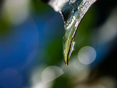 Water droplet on a Leaf leaf macro macro photography water droplet