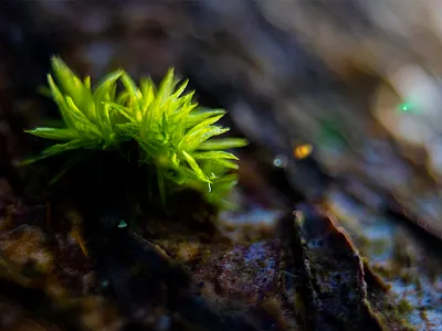 Moss on a Tree macro photography moss