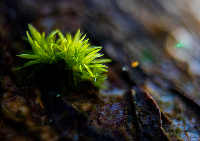 Moss on a Tree macro photography moss