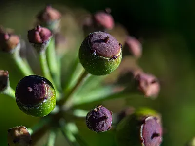 Seed Head macro photography seed macro