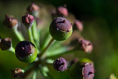 Seed Head macro photography seed macro