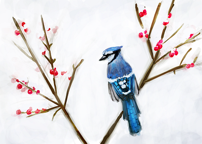 Winter Bird Study 2 art artwork bird bird illustration blue jay digital art digital illustration digitalart drawing drawingart illustration illustration art illustration digital nature nature art nature illustration painting snow study winter