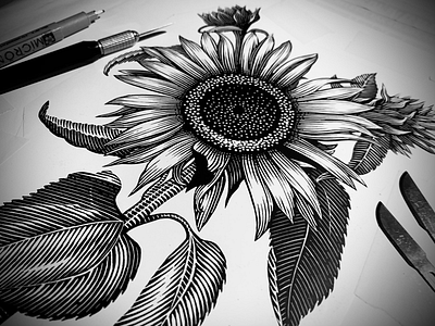 Sunflower Illustration artwork engraving illustration illustrator linocut pen and ink scratchboard steven noble woodcut