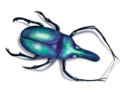 Beetle art beetle creative digital digital art digitalart drawing illustration illustrations insect