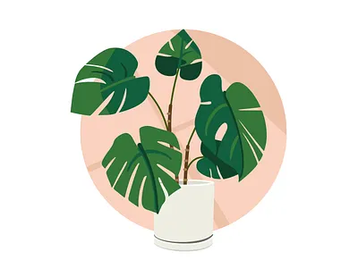 monstera plant digital illustration houseplant illustration monstera monstera deliciosa pink plant plant illustration planter workspace