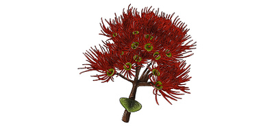 Zealandia Botanical Trail - Rātā Flower botanical digital illustration floral flower illustration