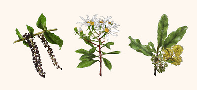 Zealandia Botanical Trail Illustrations botanical digital illustration floral flower foliage illustration new zealand
