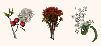 Zealandia Botanical Trail Illustration botanical digital illustration floral flower foliage illustration new zealand rata red red flower