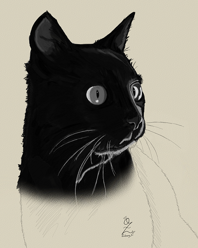 Black Cat Drawing Sketch by Oz Galeano animals art arte boceto cat color design dibujo digitalart drawing fanart illustration ozgaleano sketch