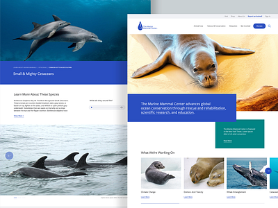 Marine Mammal Center Website Redesign ocean ux website design