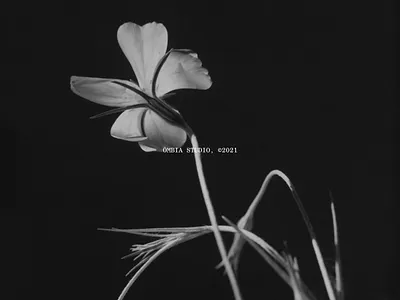 ŌMBIA brand identity branding ceramic design flower graphicdesign grid photography typography