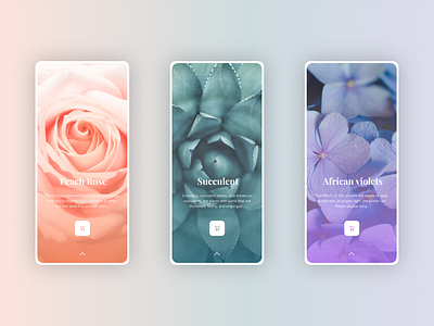 Rosee Application adobexd app branding card clean elegant explore flower home homepage ios mobile mobile app profile simple trend ui