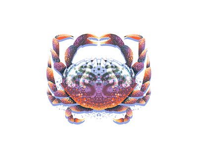 Crab art claw crab crabs crustacean illustration ocean procreate retro supply seafood symmetry texture