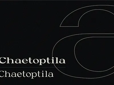 Kioea Display Typeface Card ( Free Font ) branding design flat font free freefont minimal serif type typeface typo typography vector