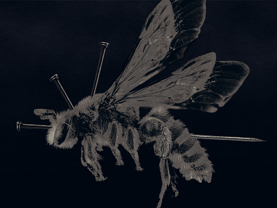 Artwork digipack album // Brutal bee animal death devil illustration metal photomanipulation photomontage photoshop art