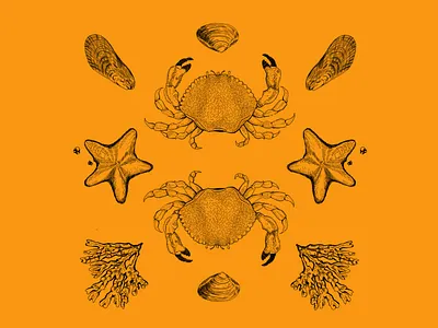 Symmetry of Nature P.1 brandidentity branding cannabis branding cannabis packaging coastal illustration label design nature art ocean ocean life procreate art sealife