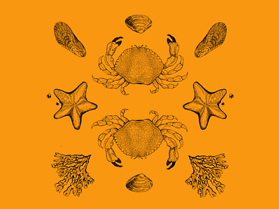 Symmetry of Nature P.1 brandidentity branding cannabis branding cannabis packaging coastal illustration label design nature art ocean ocean life procreate art sealife