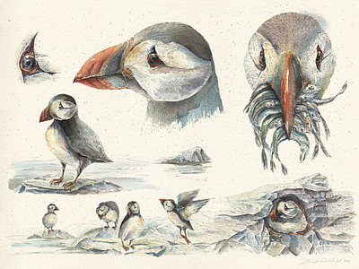 Fratercula arctica bird character design color composition drawing graphic hand drawing idea illustration ink inkline nature natureillustration paper watercolor